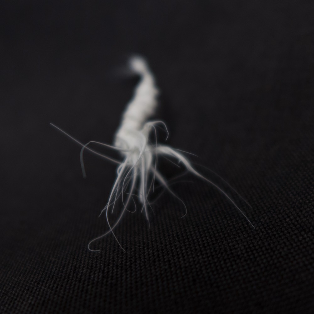 LIFEFORMS, 2017-2019