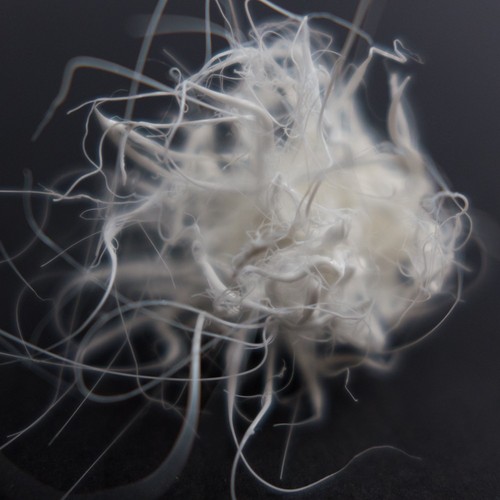 LIFEFORMS, 2017-2019