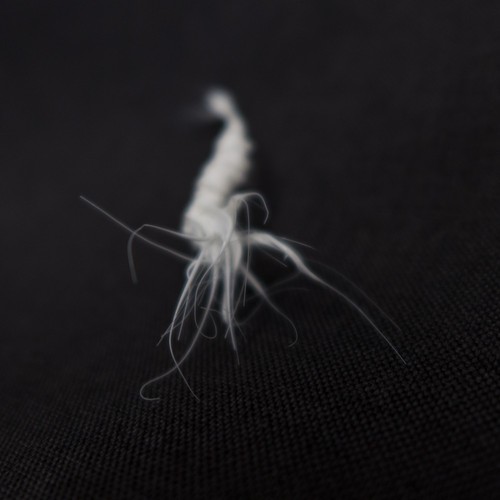 LIFEFORMS, 2017-2019