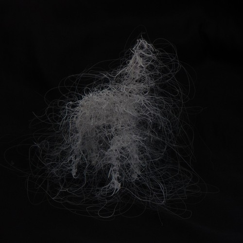 LIFEFORMS, 2017-2019