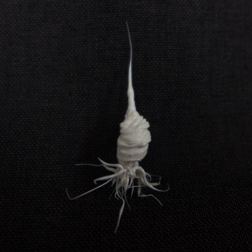 LIFEFORMS, 2017-2019