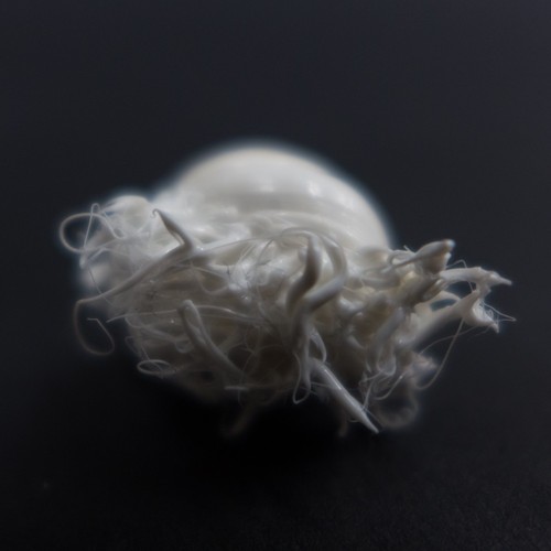 LIFEFORMS, 2017-2019