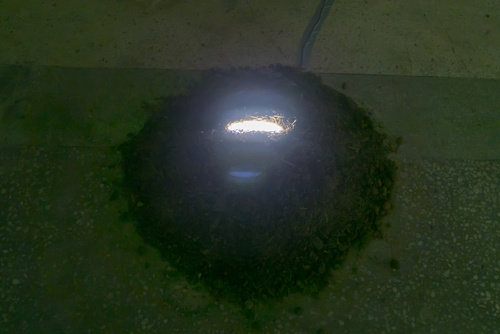 MILD LIGHT, Manifesta 10, Saint Petersburg, 2014