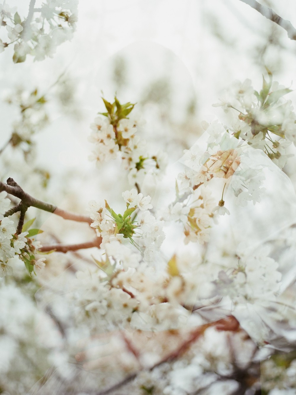 Blooming Cherry