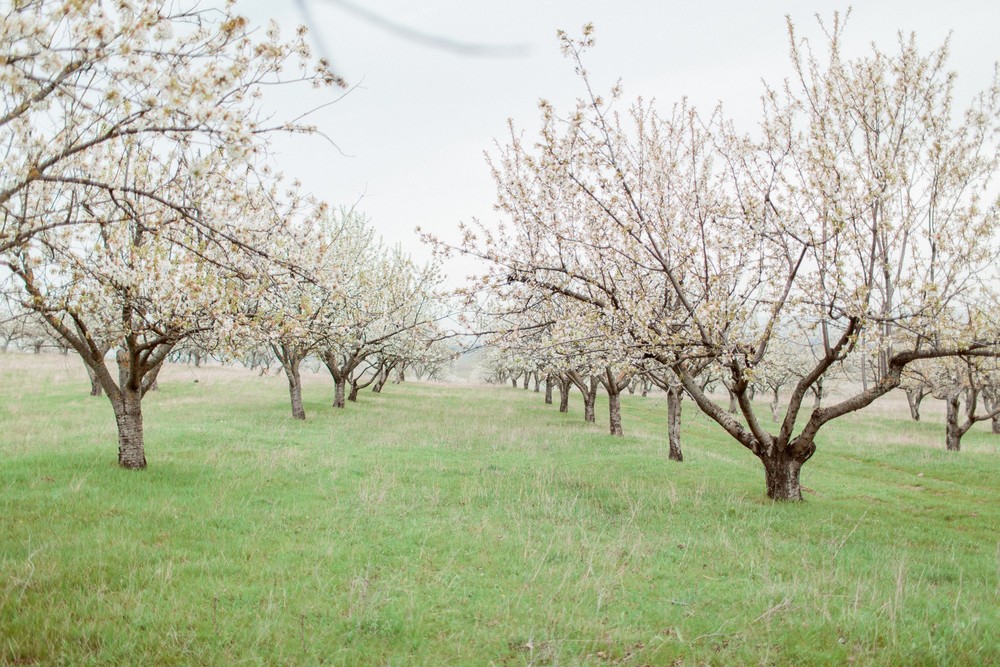 Blooming Cherry
