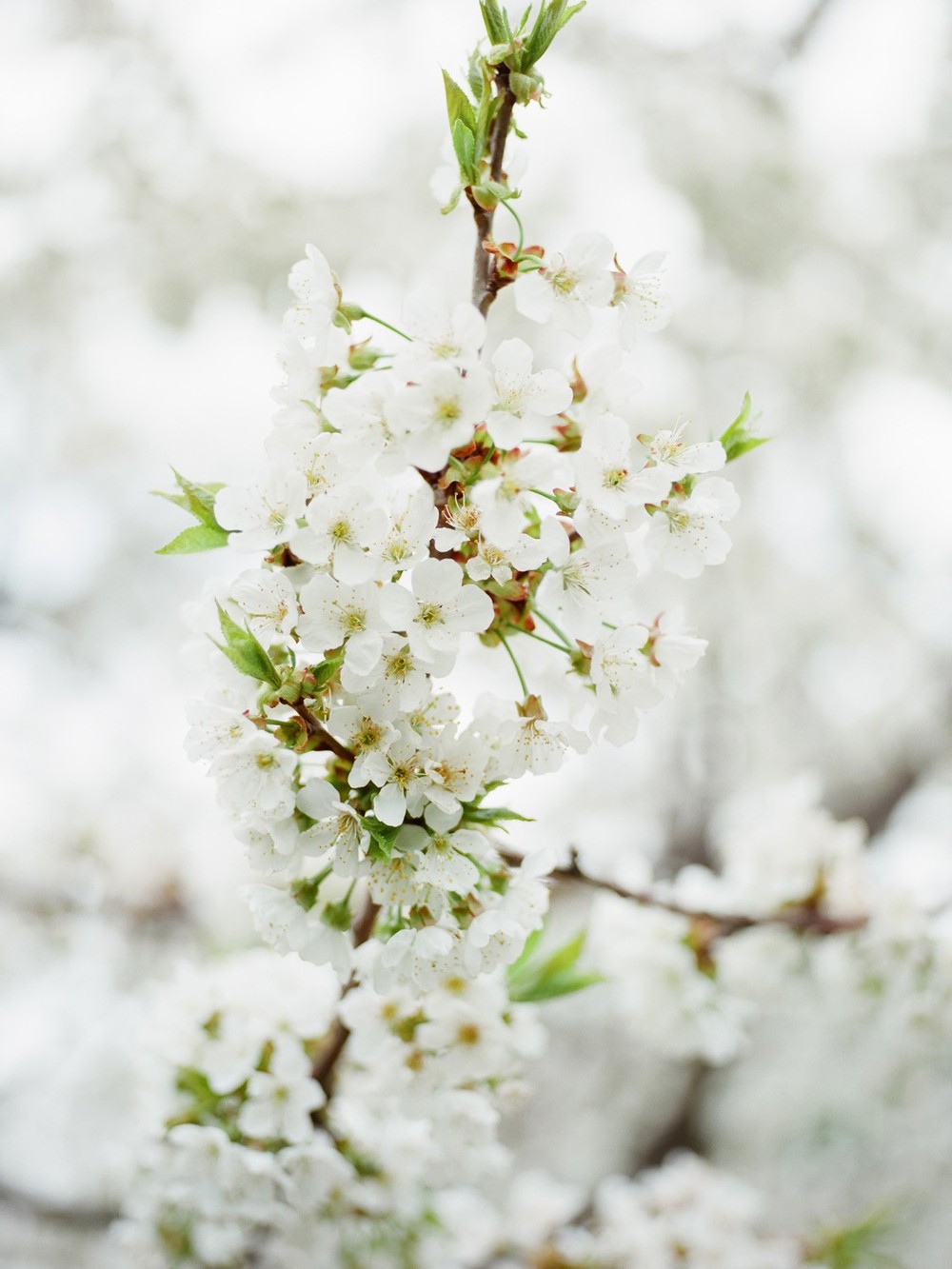 Blooming Cherry