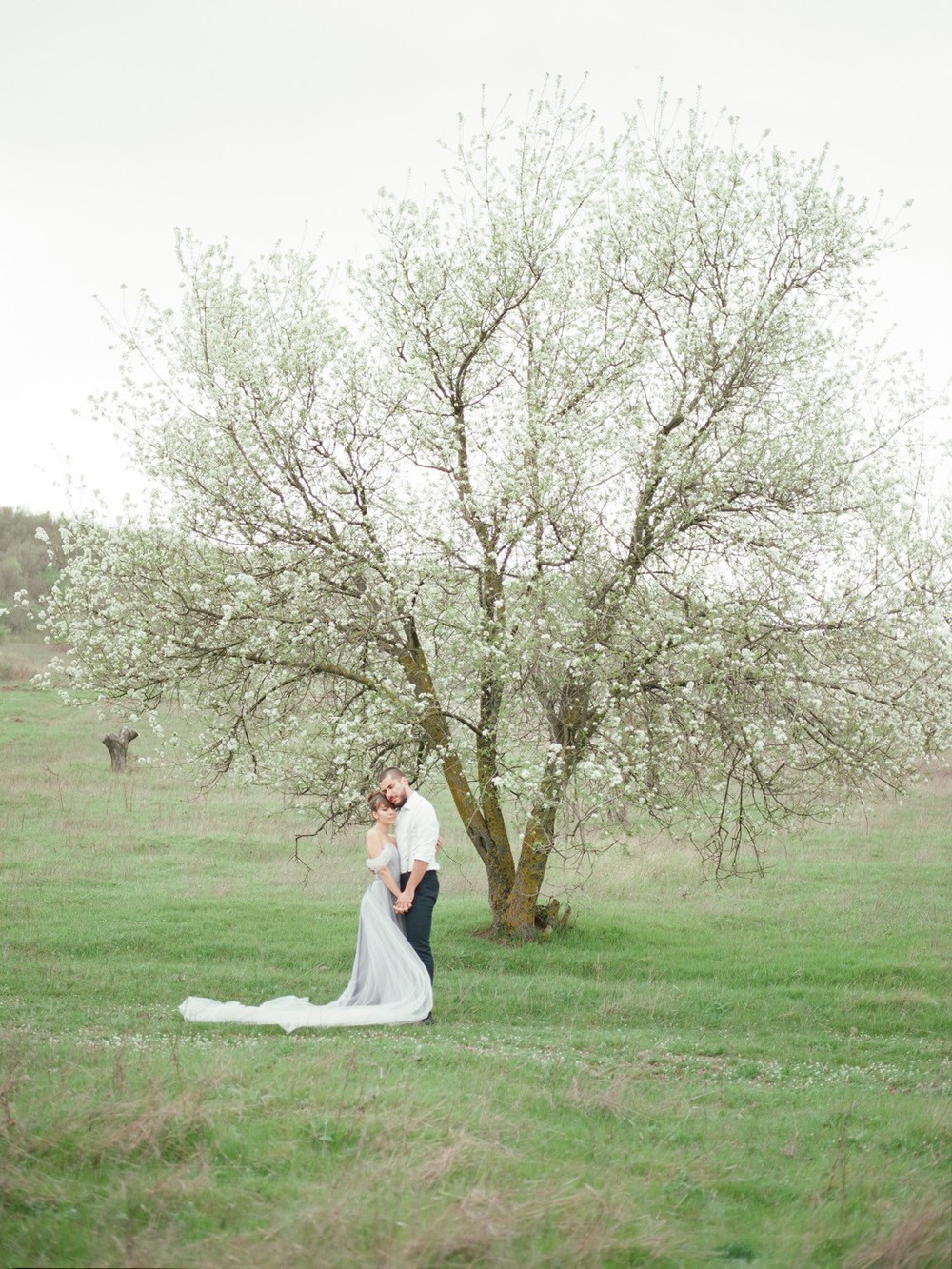 Blooming Cherry
