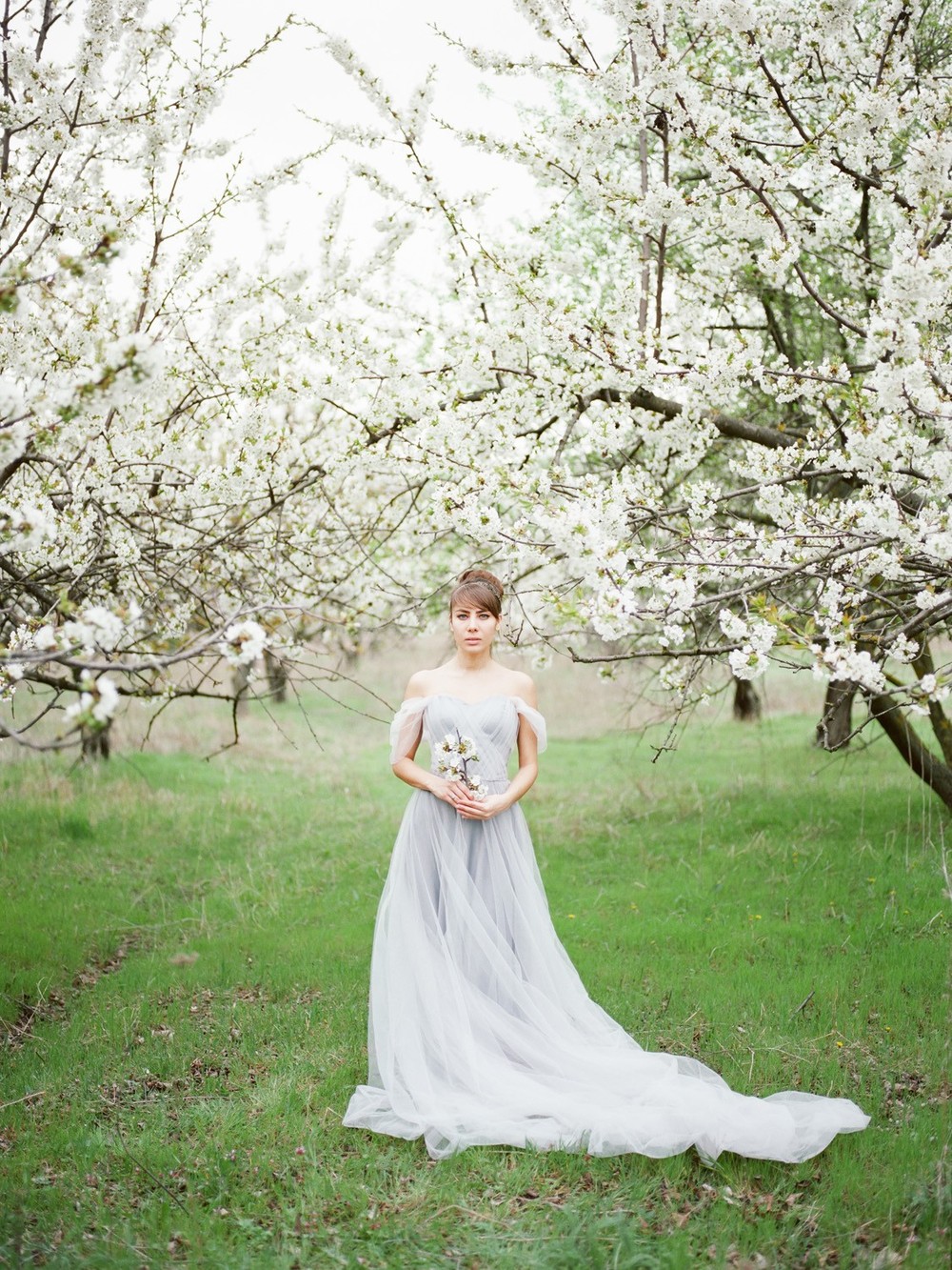 Blooming Cherry