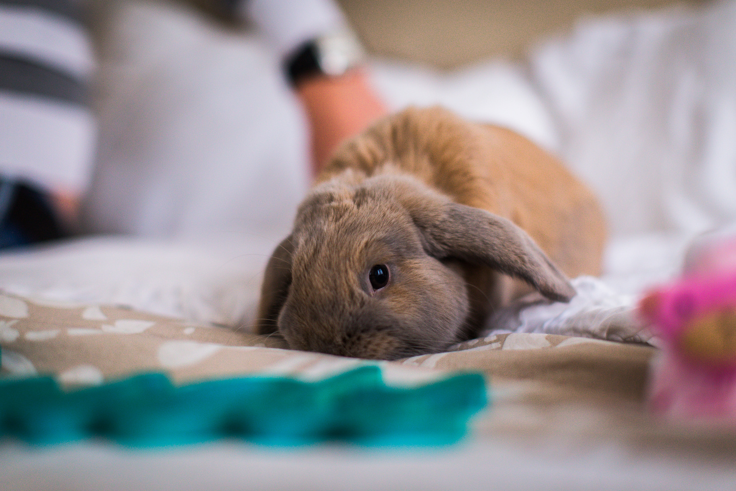 ОЛЯ, ДИМА И КРОЛ!