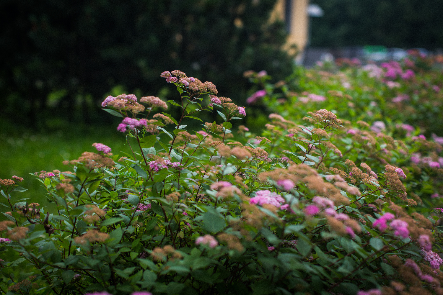 КРЕЩЕНИЕ ВАСИЛИСЫ