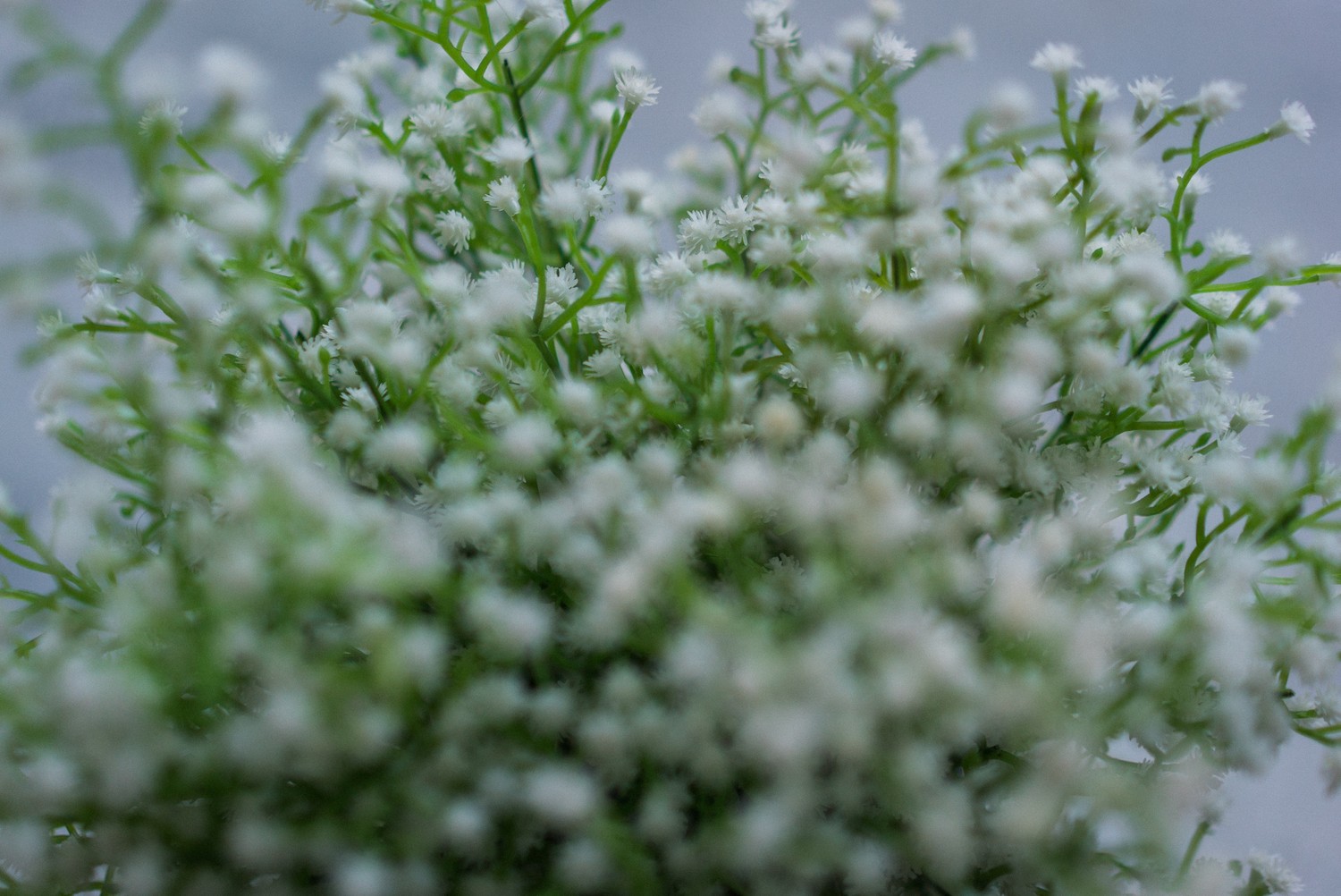 ЭЛЬВИРА И РАШАД