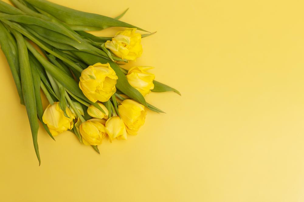 Фото для стоков