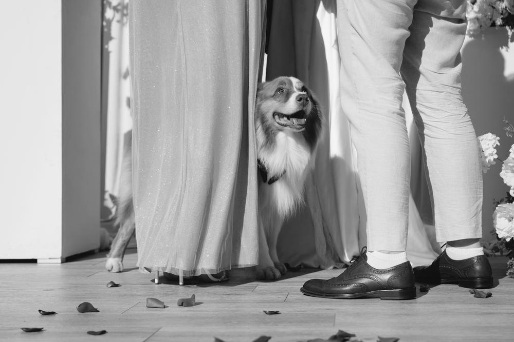 Ксюша, Илья и Мэверик