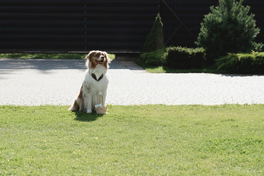 Ксюша, Илья и Мэверик