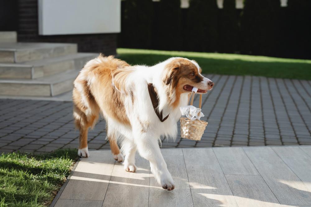 Ксюша, Илья и Мэверик