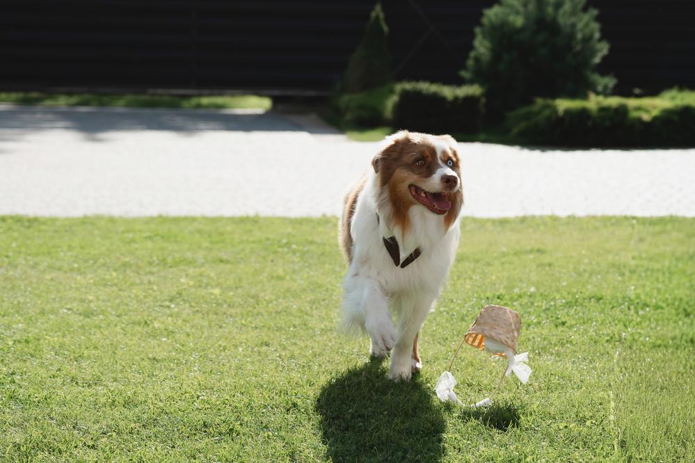 Ксюша, Илья и Мэверик