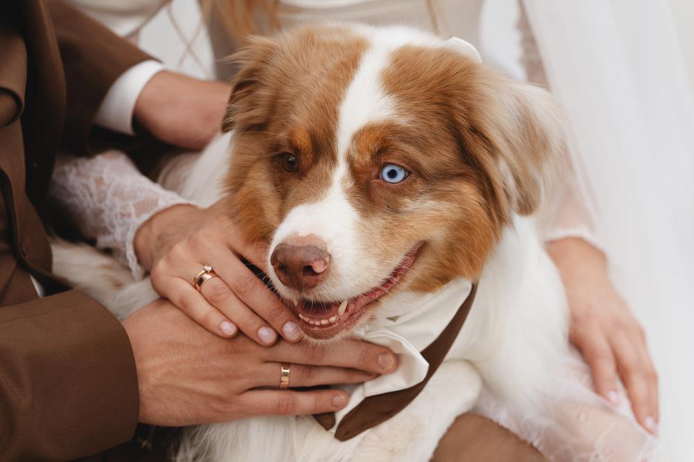 Ксюша, Илья и Мэверик