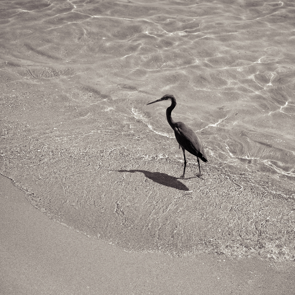 EGYPT 2012-13