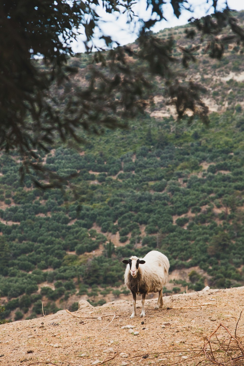 CRETE 