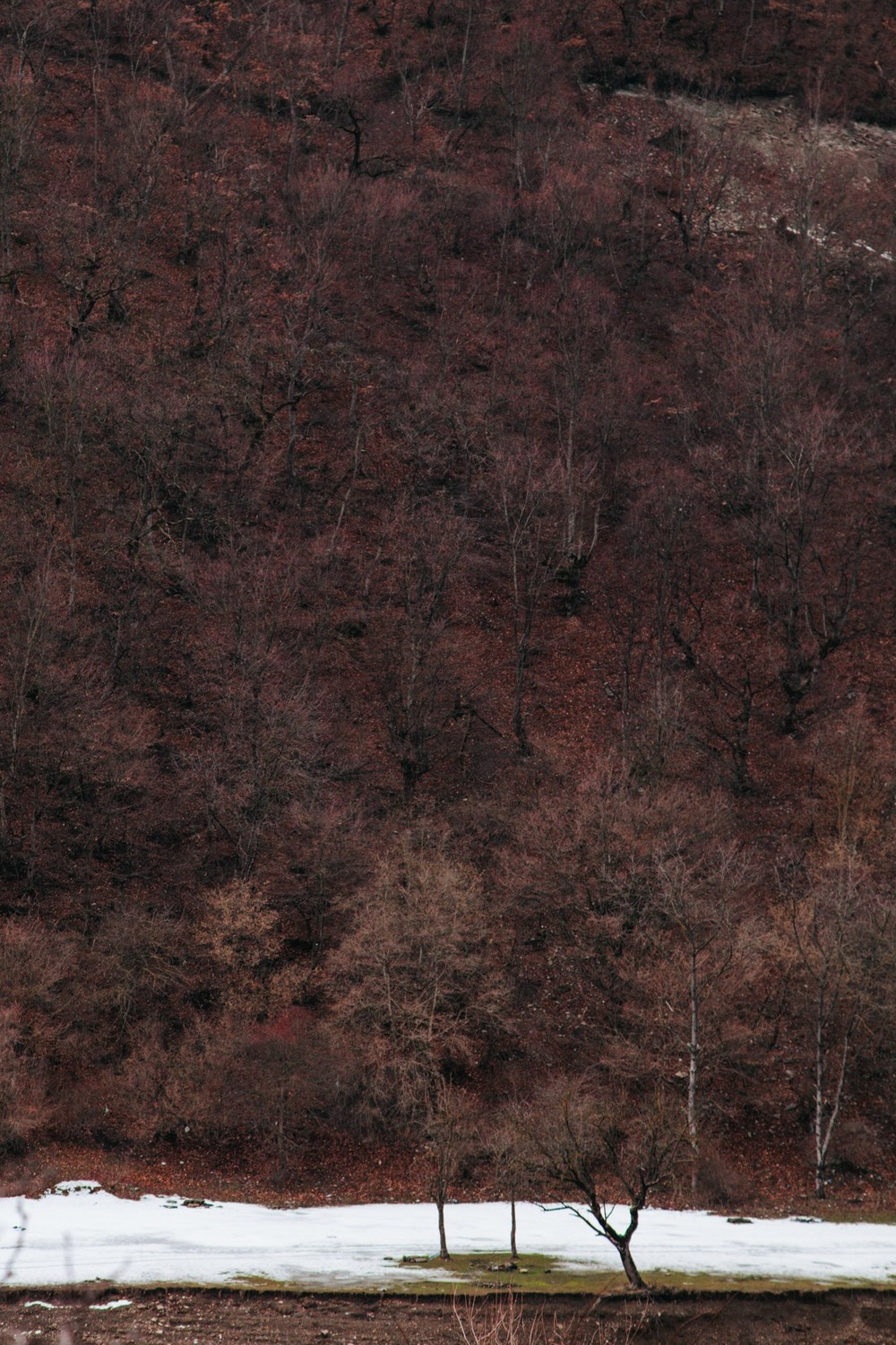 GEORGIA