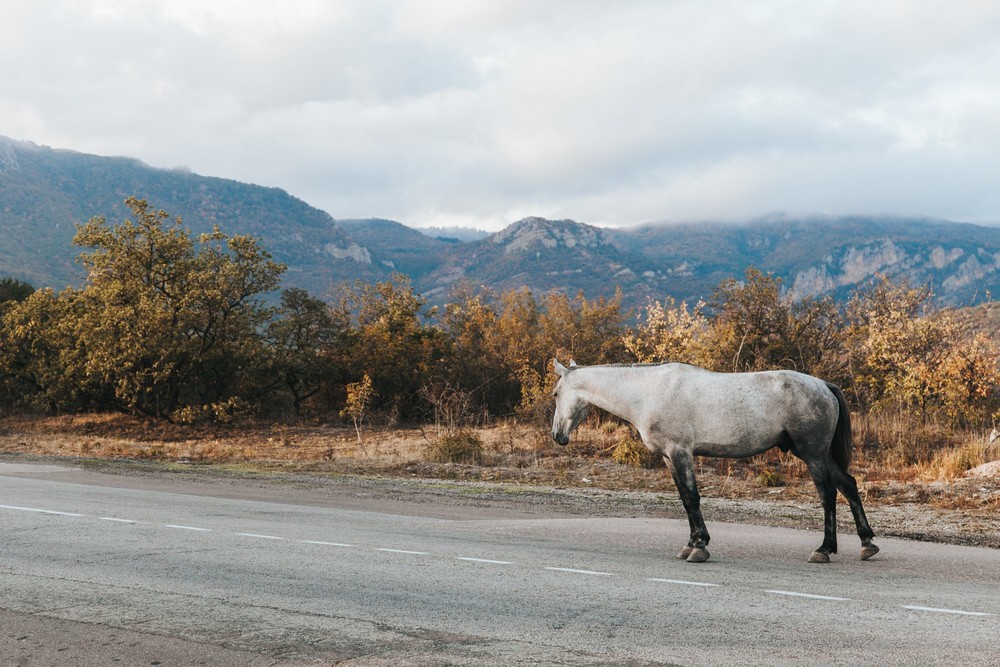 CRIMEA 