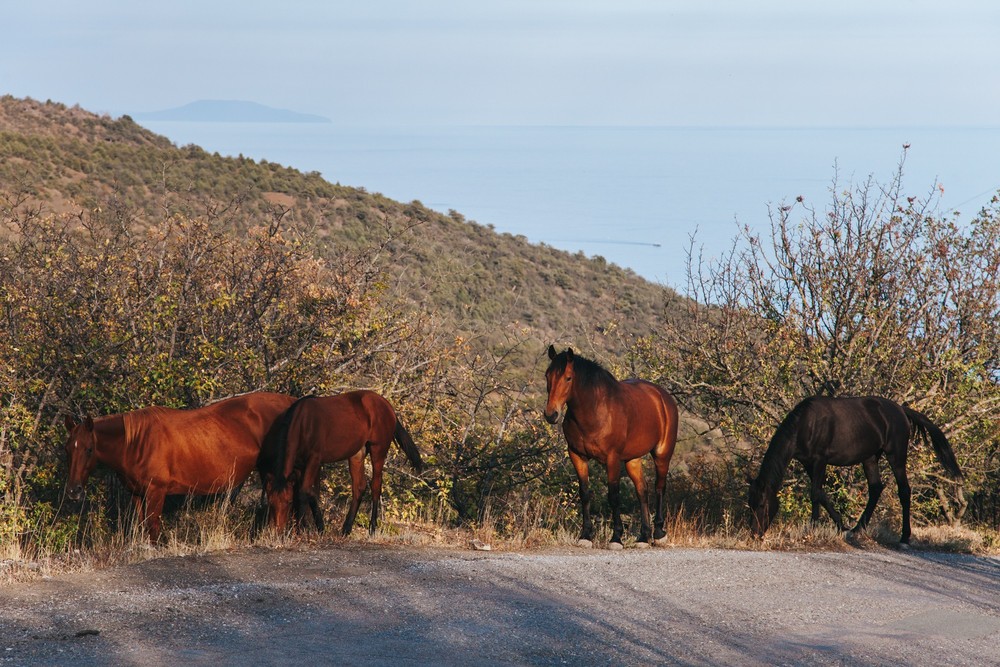 CRIMEA 