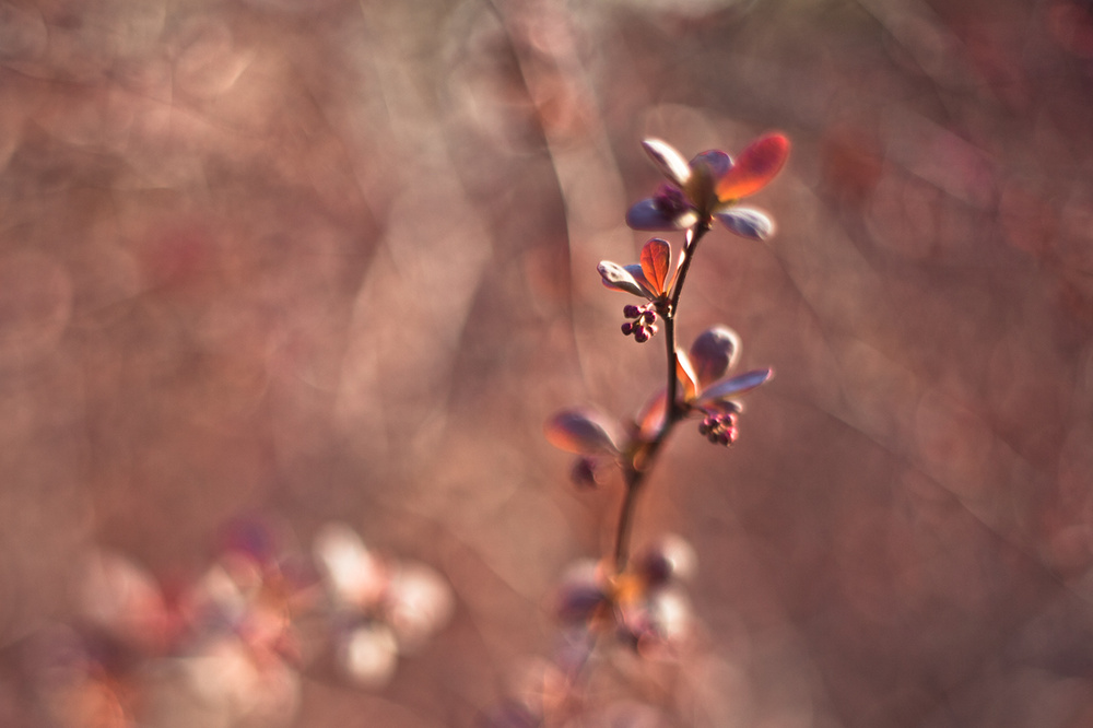 STILL LIFE