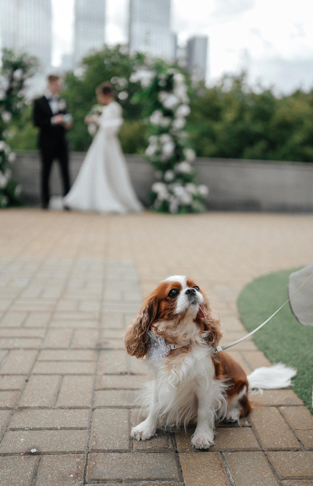 Свадебные серии - Nikita & Sara