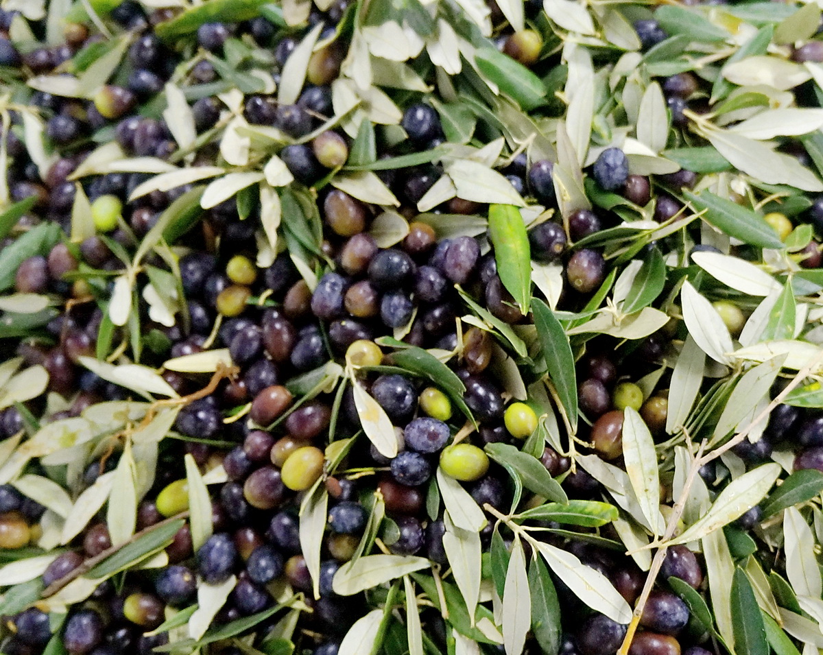 Маслины