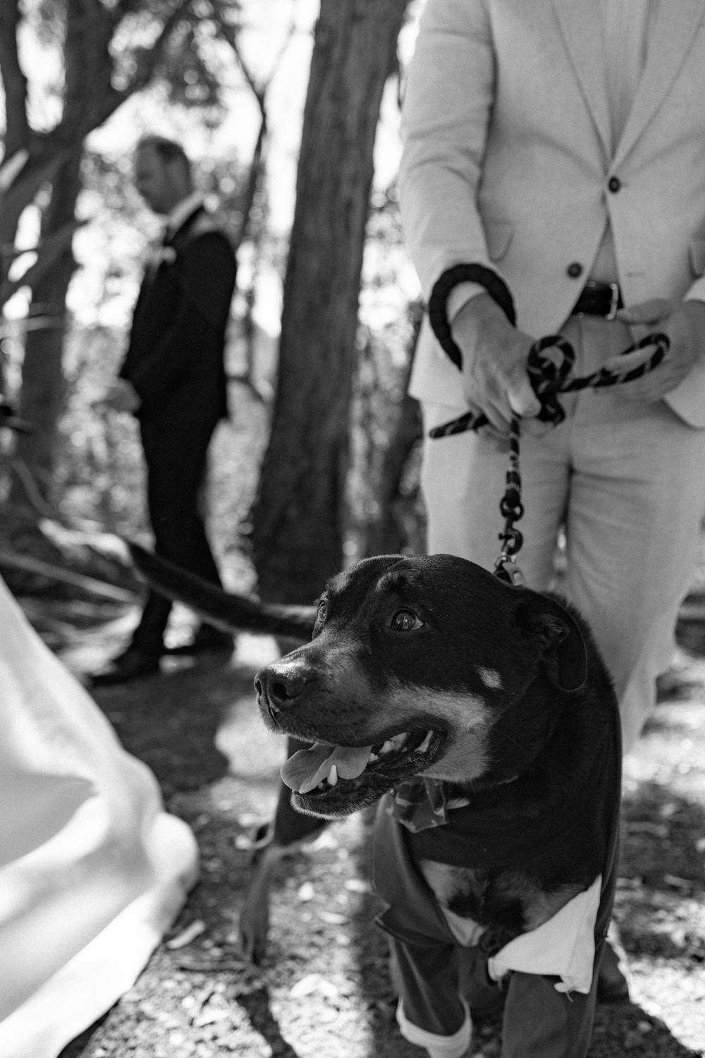 PORTFOLIO - EMMA & STEPHEN - wedding photographer, Sydney wedding photographer, worldwide wedding photographer, Toronto wedding photographer, Canada photographer, фотограф новороссийск, свадьба новороссийск, фотограф краснодар, фотограф москва, фотограф сочи, свадьба ноовроссийск, сваддебный фотограф новороссийск, свадебный фотограф москва