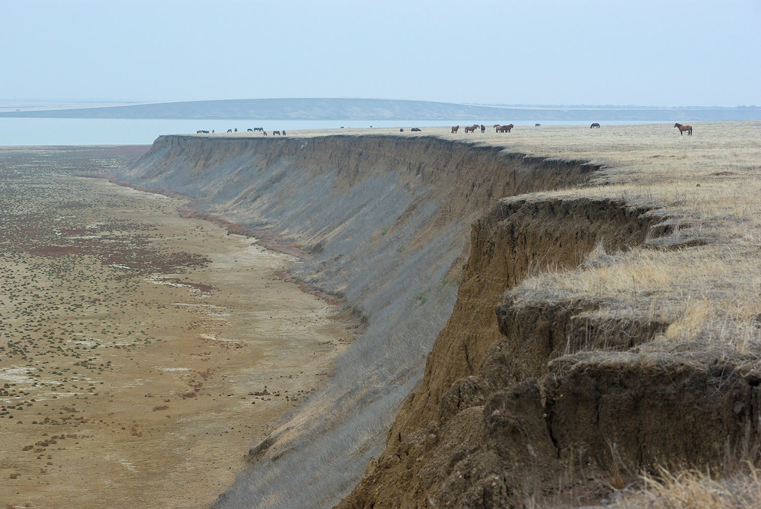 Дикие лошади, Ростовский заповедник