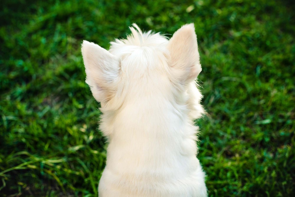 Dogs