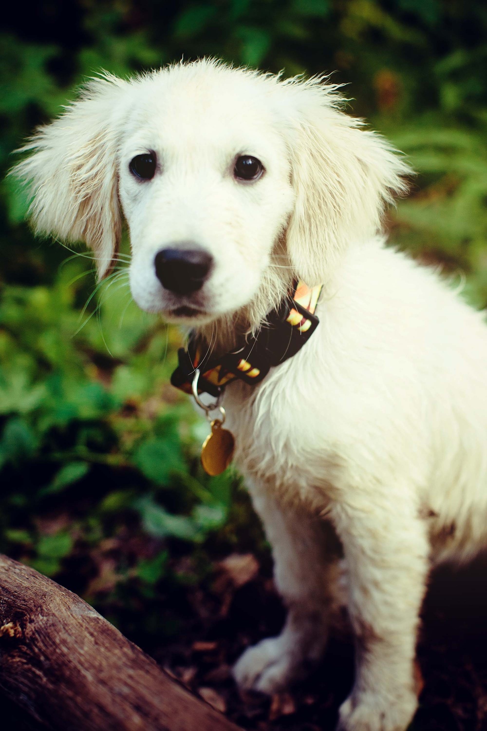 Dogs