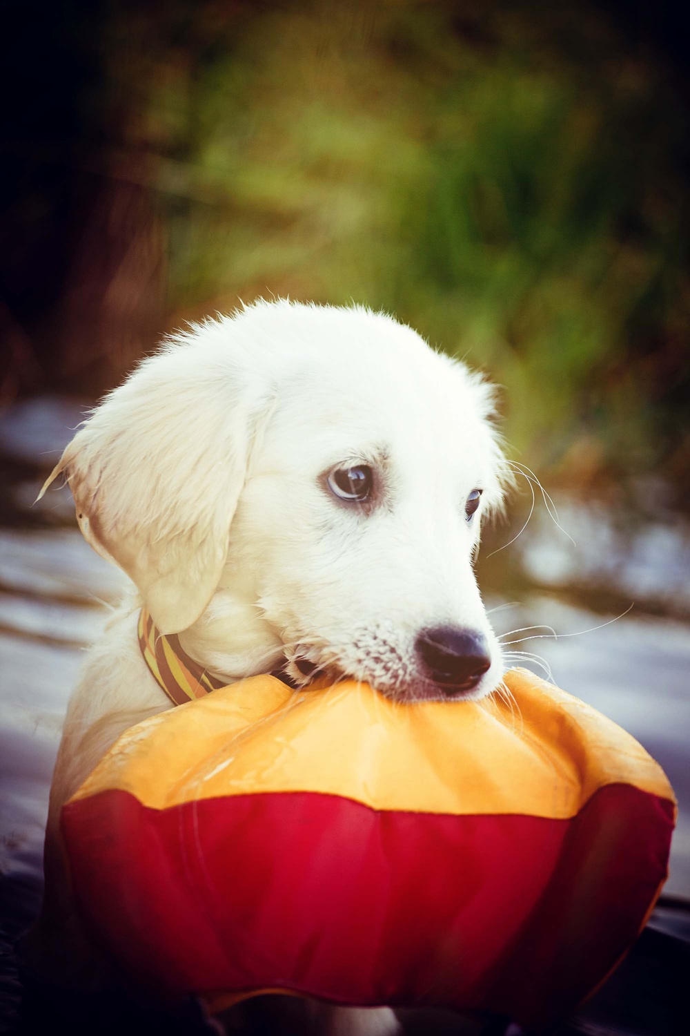 Dogs