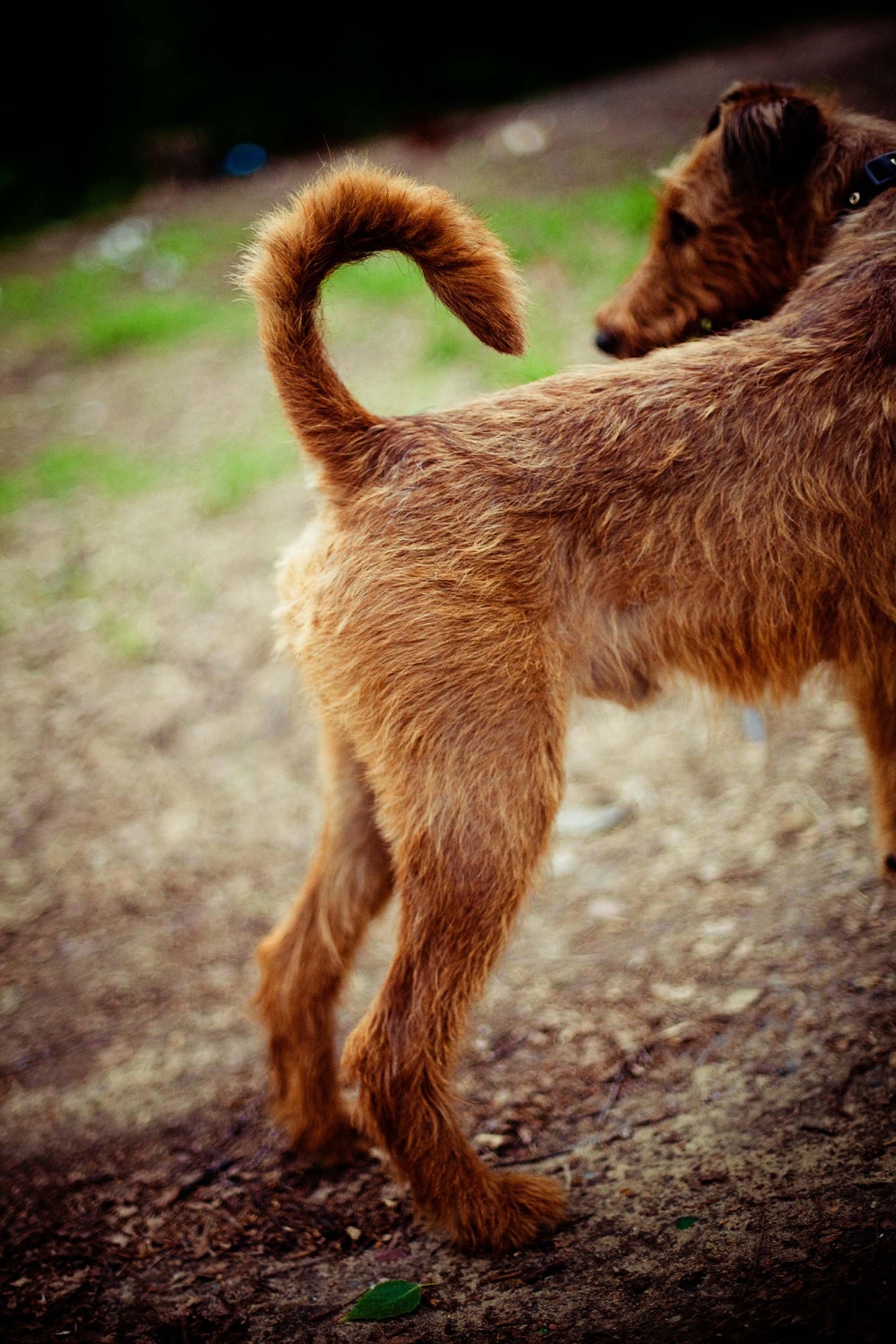 Dogs
