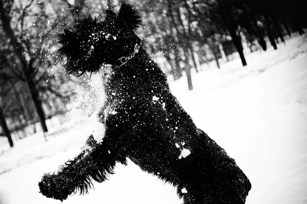 Dogs