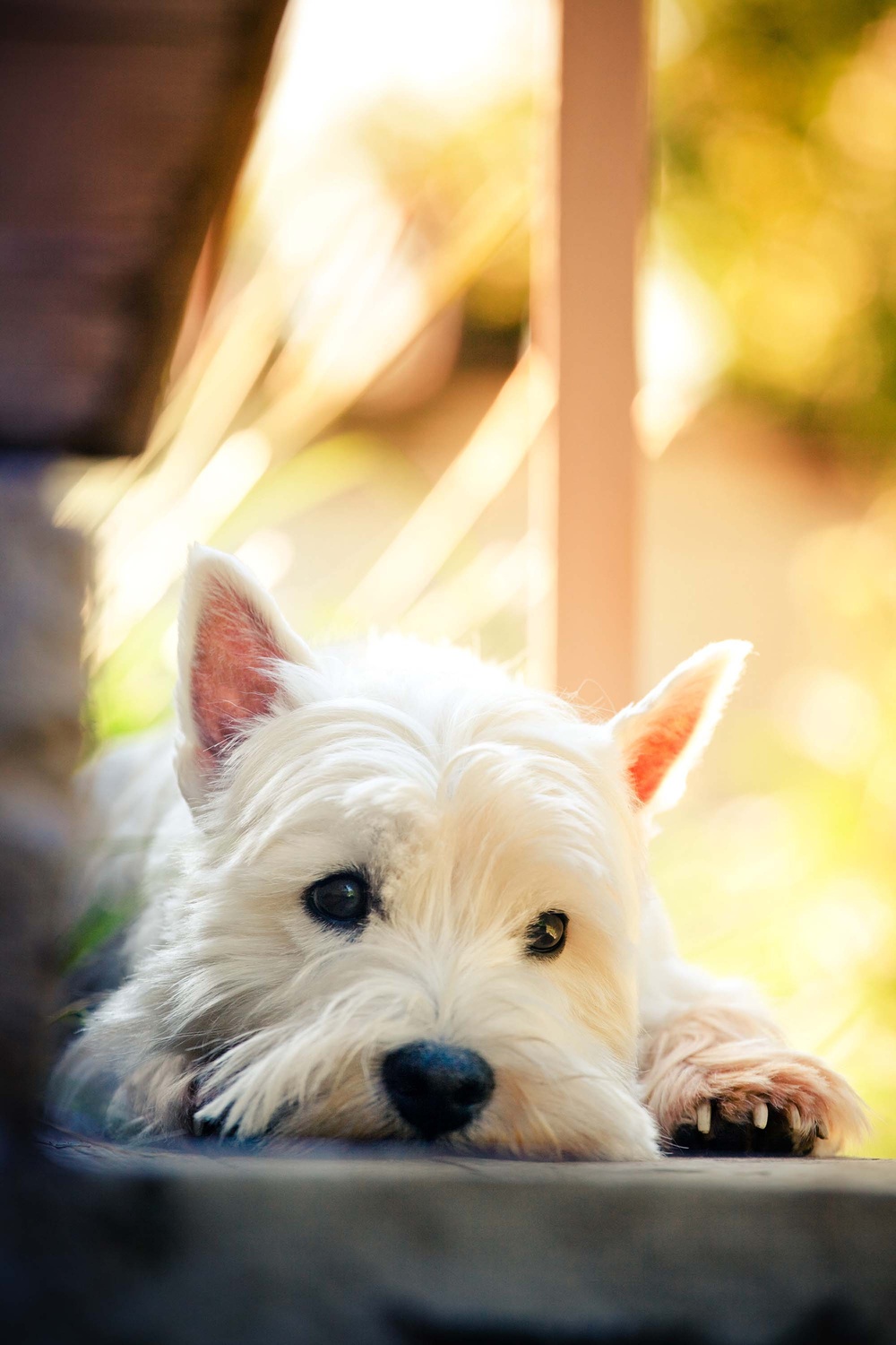Dogs