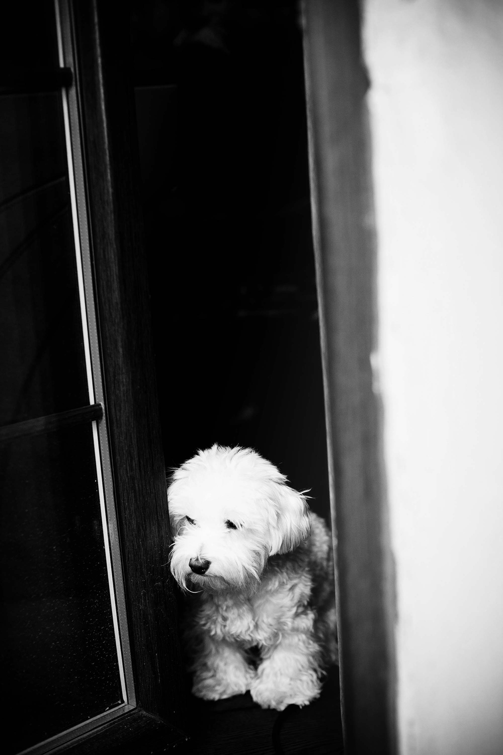 Dogs