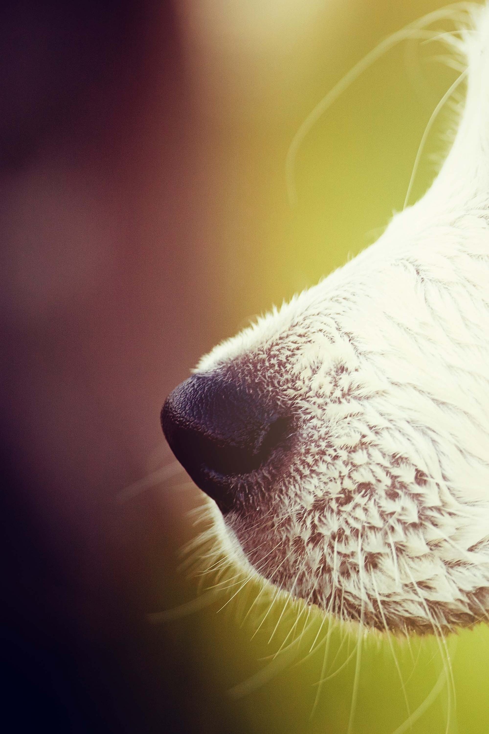 Dogs