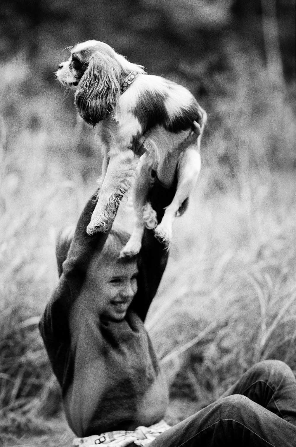 Dogs