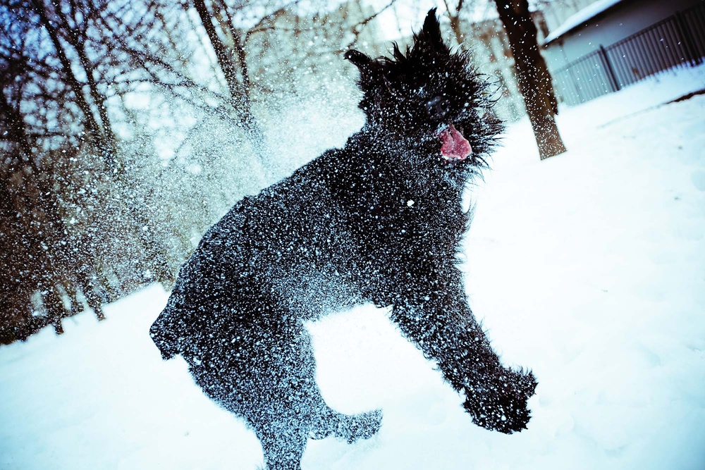 Dogs