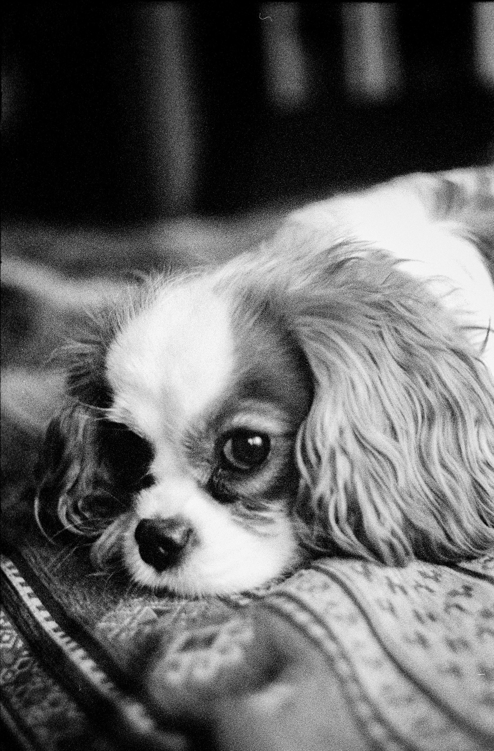 Dogs