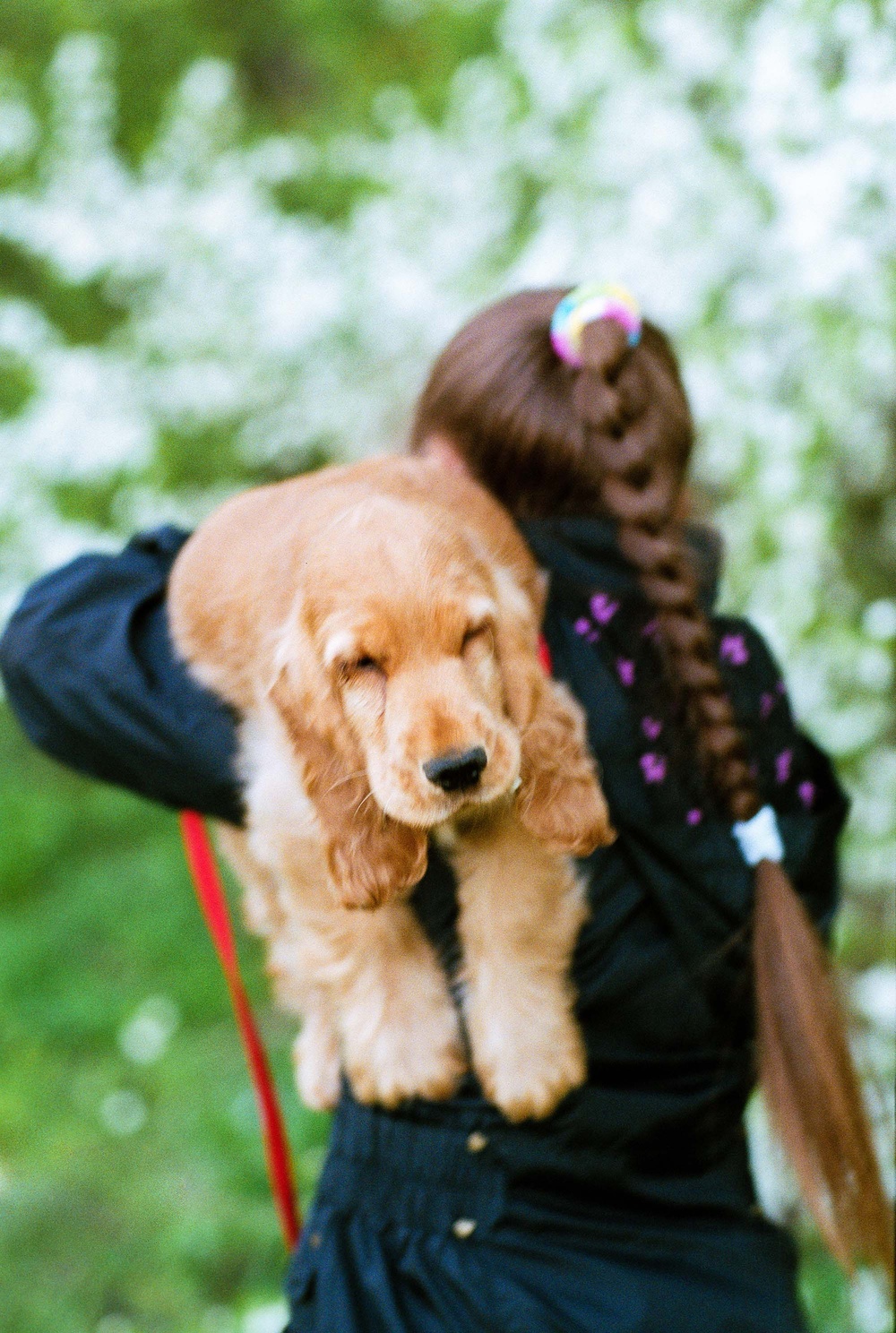 Dogs