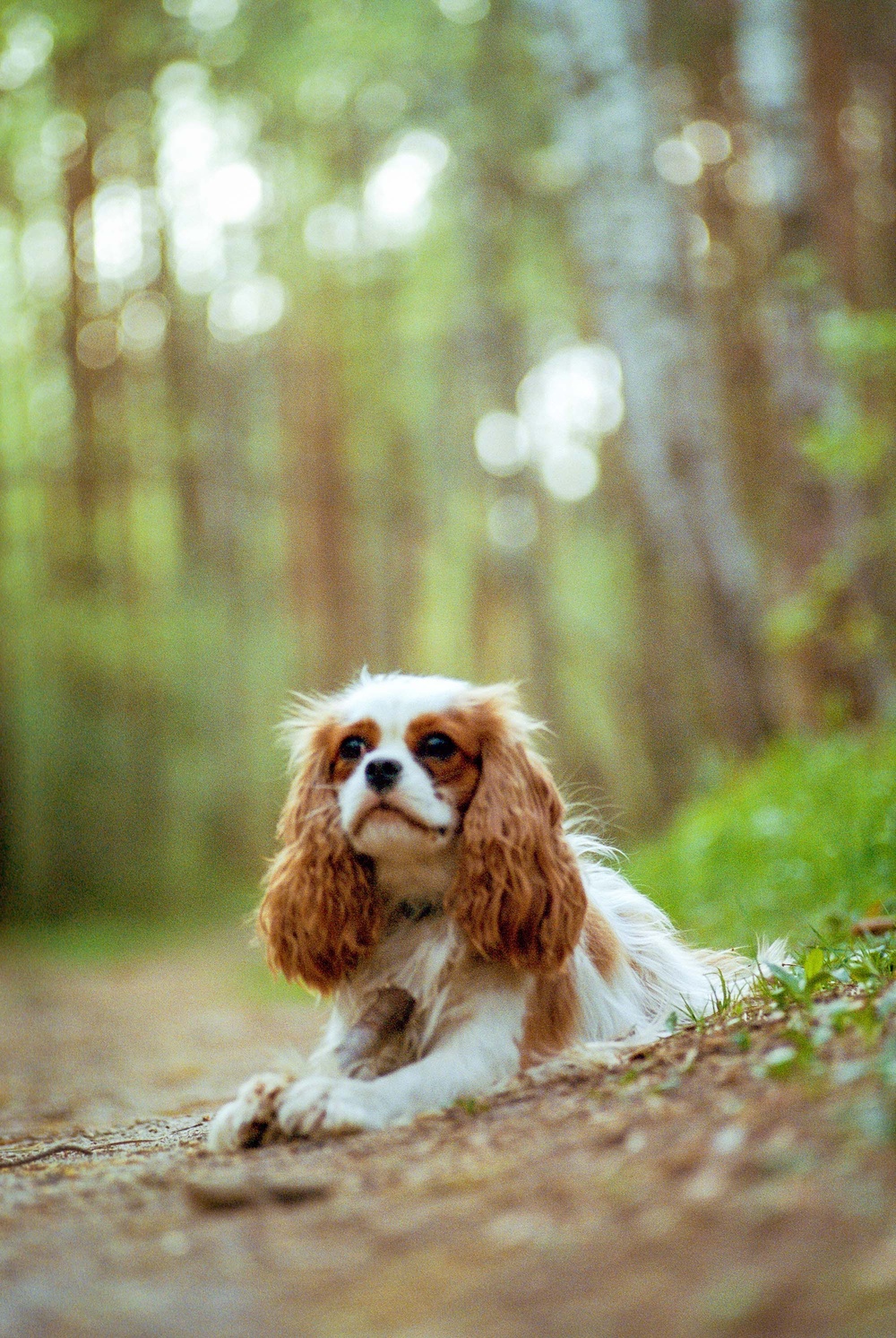 Dogs