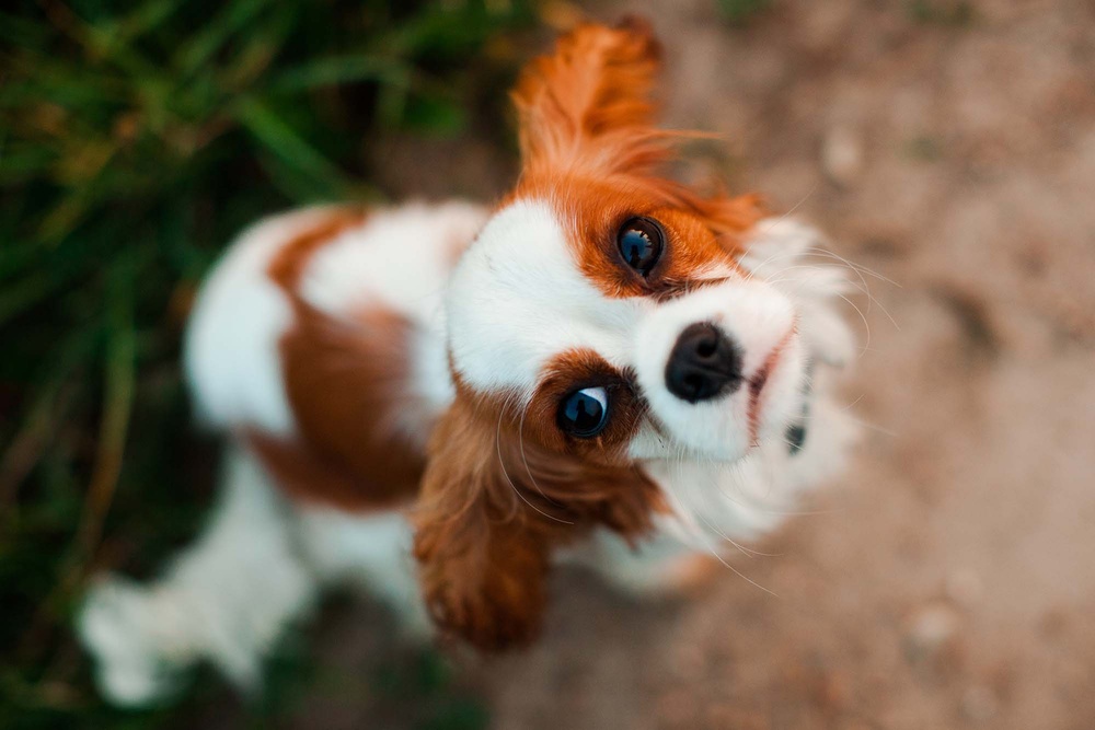 Dogs