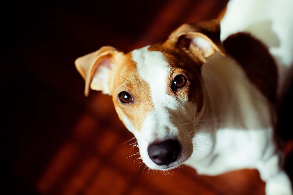 Dogs