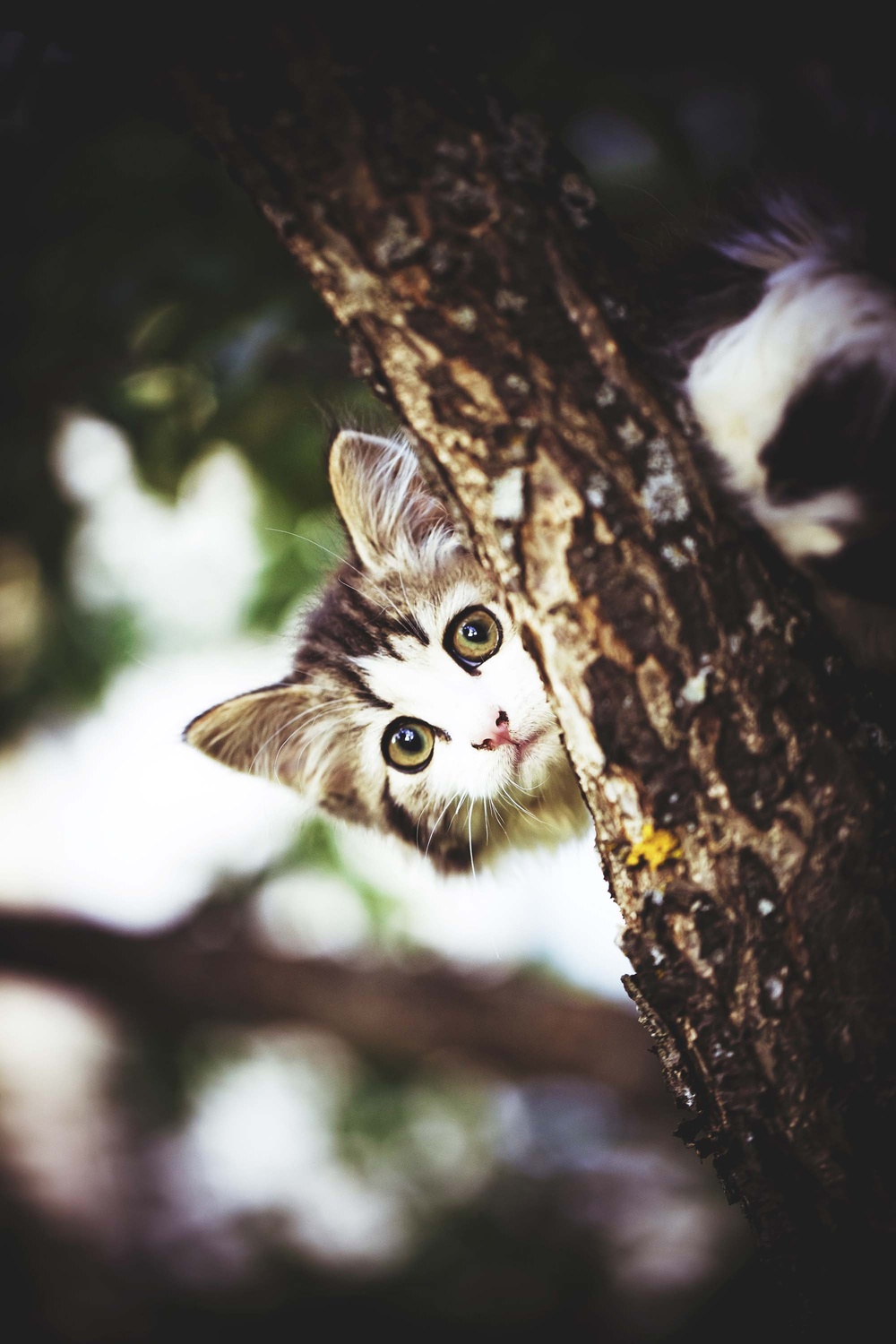 Cats