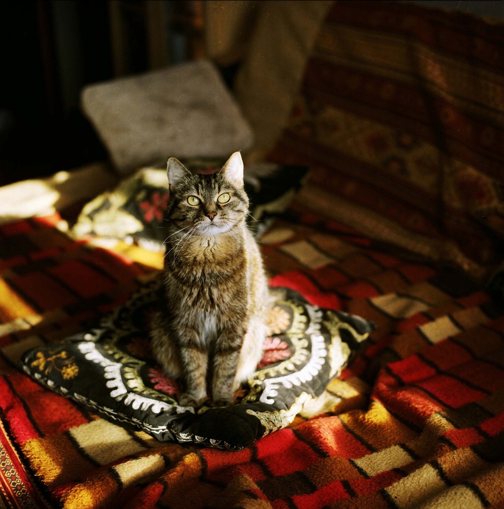 Cats