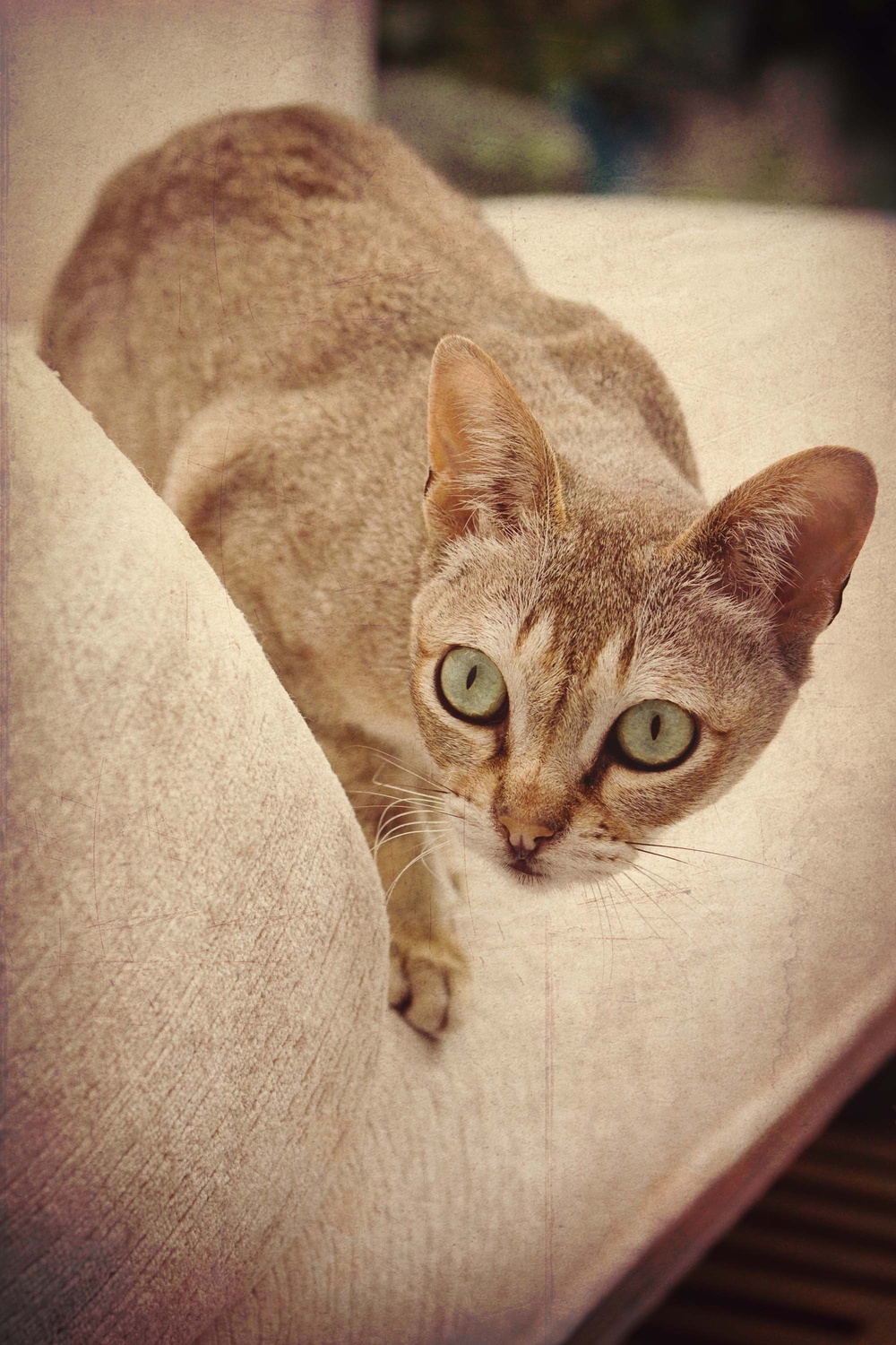 Cats