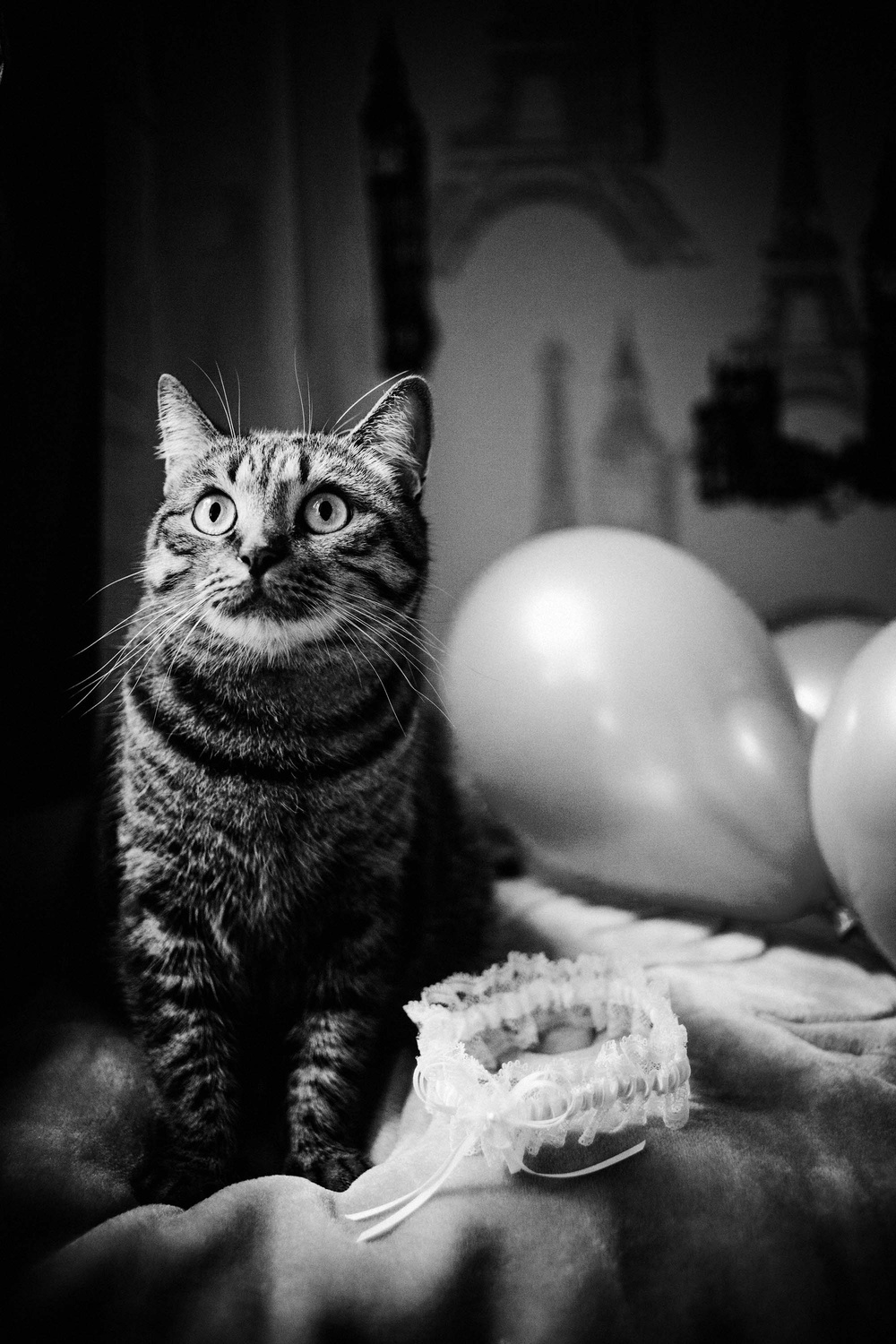 Cats